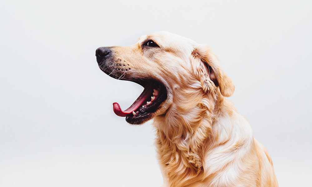 Pearly Whites for Paws: Why Pet Dental Care Matters