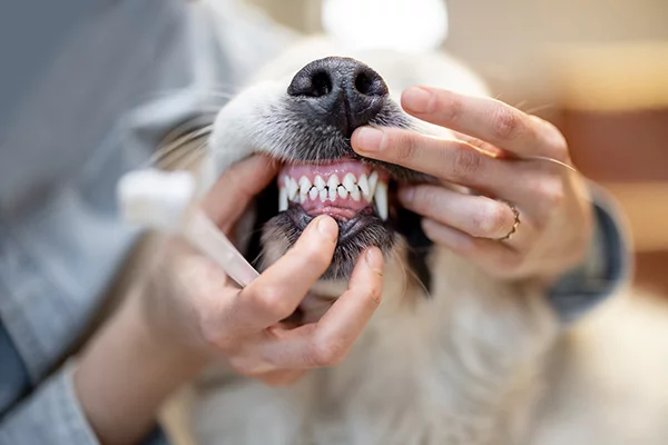 Pet Dental Care