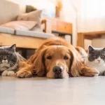 Pet Insurance