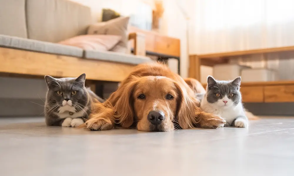 Should You Consider Pet Insurance? Expert Vets from Kitchener Answer…